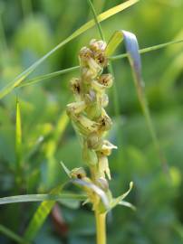 Fotografia da espécie Dactylorhiza viridis