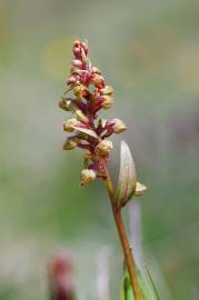 Fotografia da espécie Dactylorhiza viridis