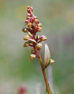 Fotografia 3 da espécie Dactylorhiza viridis no Jardim Botânico UTAD