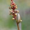 Fotografia 3 da espécie Dactylorhiza viridis do Jardim Botânico UTAD