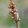 Fotografia 3 da espécie Dactylorhiza viridis do Jardim Botânico UTAD