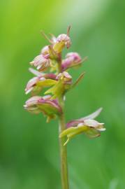 Fotografia da espécie Dactylorhiza viridis