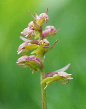 Fotografia 4 da espécie Dactylorhiza viridis no Jardim Botânico UTAD