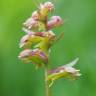 Fotografia 4 da espécie Dactylorhiza viridis do Jardim Botânico UTAD