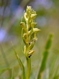 Fotografia da espécie Dactylorhiza viridis