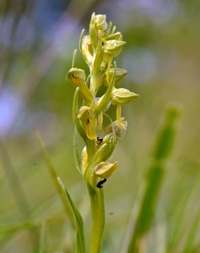 Fotografia 5 da espécie Dactylorhiza viridis no Jardim Botânico UTAD