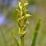 Fotografia 5 da espécie Dactylorhiza viridis do Jardim Botânico UTAD