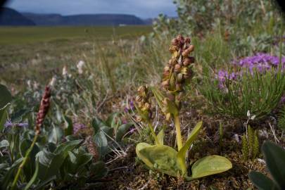 Fotografia da espécie Dactylorhiza viridis