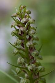 Fotografia da espécie Dactylorhiza viridis