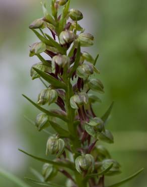 Fotografia 8 da espécie Dactylorhiza viridis no Jardim Botânico UTAD