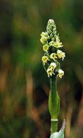 Fotografia da espécie Pseudorchis albida