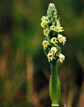 Fotografia 1 da espécie Pseudorchis albida no Jardim Botânico UTAD