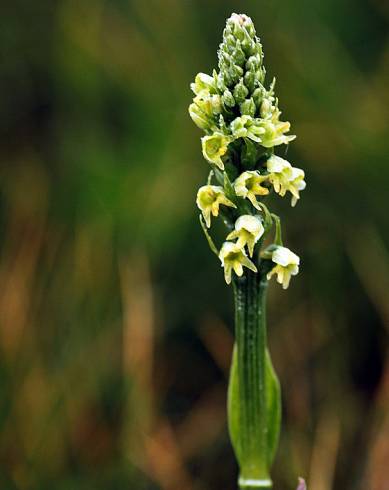 Fotografia de capa Pseudorchis albida - do Jardim Botânico