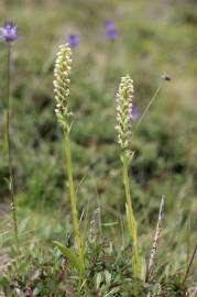 Fotografia da espécie Pseudorchis albida