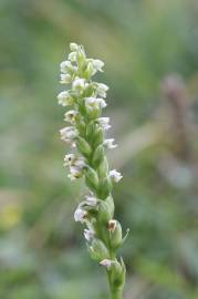 Fotografia da espécie Pseudorchis albida