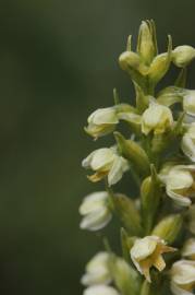 Fotografia da espécie Pseudorchis albida