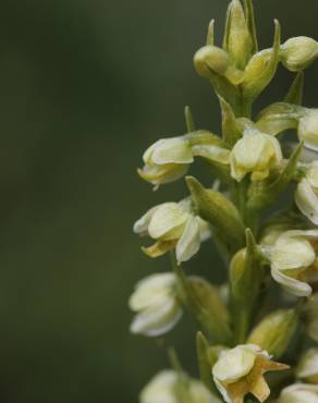 Fotografia 5 da espécie Pseudorchis albida no Jardim Botânico UTAD