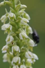 Fotografia da espécie Pseudorchis albida