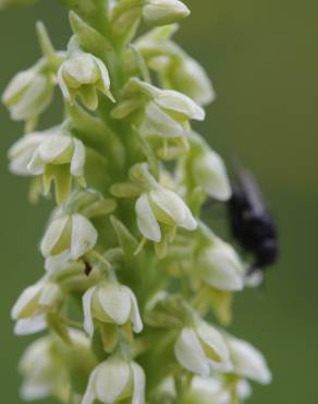 Fotografia 6 da espécie Pseudorchis albida no Jardim Botânico UTAD