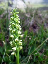 Fotografia da espécie Pseudorchis albida