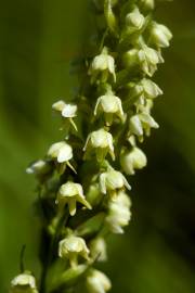 Fotografia da espécie Pseudorchis albida