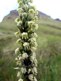 Fotografia da espécie Pseudorchis albida