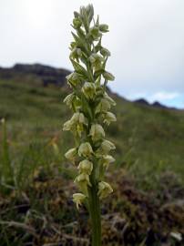 Fotografia da espécie Pseudorchis albida