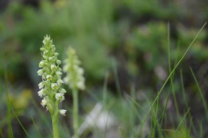 Fotografia da espécie Pseudorchis albida