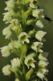 Fotografia da espécie Pseudorchis albida