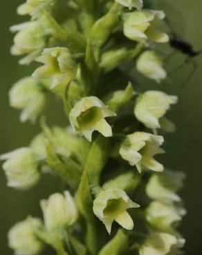 Fotografia 15 da espécie Pseudorchis albida no Jardim Botânico UTAD