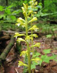 Corallorhiza trifida