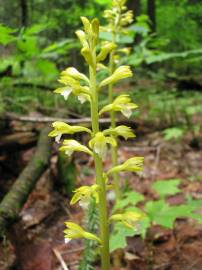 Fotografia da espécie Corallorhiza trifida