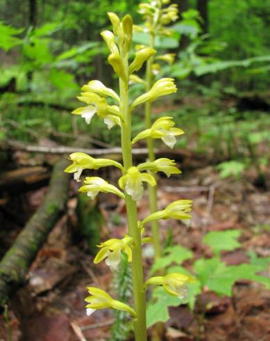 Fotografia de capa Corallorhiza trifida - do Jardim Botânico