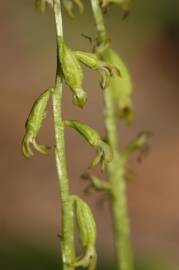 Fotografia da espécie Corallorhiza trifida