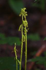 Fotografia da espécie Corallorhiza trifida