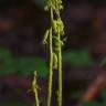 Fotografia 3 da espécie Corallorhiza trifida do Jardim Botânico UTAD