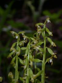 Fotografia da espécie Corallorhiza trifida