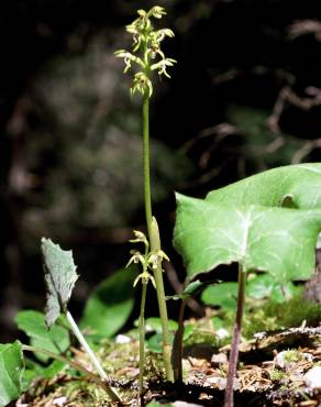 Fotografia 5 da espécie Corallorhiza trifida no Jardim Botânico UTAD