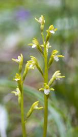 Fotografia da espécie Corallorhiza trifida