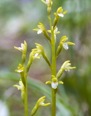 Fotografia 7 da espécie Corallorhiza trifida no Jardim Botânico UTAD