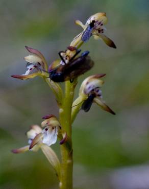 Fotografia 8 da espécie Corallorhiza trifida no Jardim Botânico UTAD