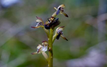 Fotografia da espécie Corallorhiza trifida