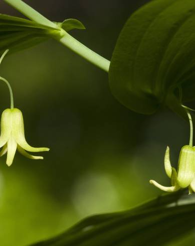 Fotografia de capa Streptopus amplexifolius - do Jardim Botânico