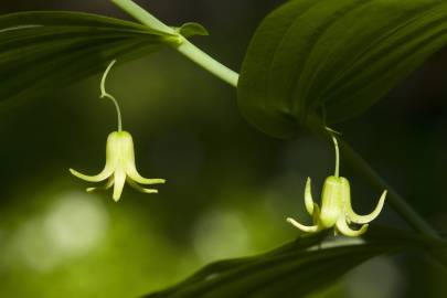 Fotografia da espécie Streptopus amplexifolius