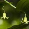 Fotografia 1 da espécie Streptopus amplexifolius do Jardim Botânico UTAD