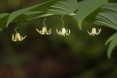 Fotografia da espécie Streptopus amplexifolius