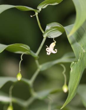 Fotografia 4 da espécie Streptopus amplexifolius no Jardim Botânico UTAD