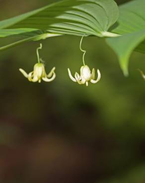 Fotografia 5 da espécie Streptopus amplexifolius no Jardim Botânico UTAD