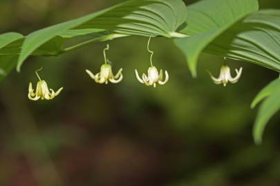 Fotografia da espécie Streptopus amplexifolius