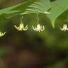 Fotografia 5 da espécie Streptopus amplexifolius do Jardim Botânico UTAD